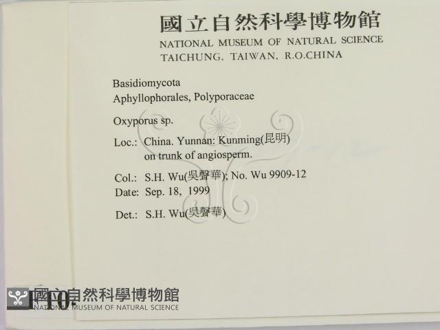 銳孔菌屬藏品圖，第2張