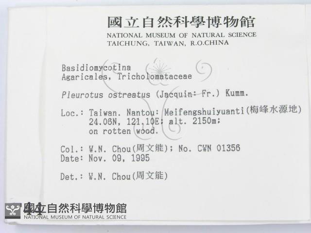 糙皮側耳藏品圖，第2張