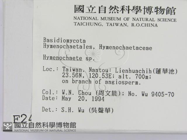 刺革菌屬藏品圖，第2張