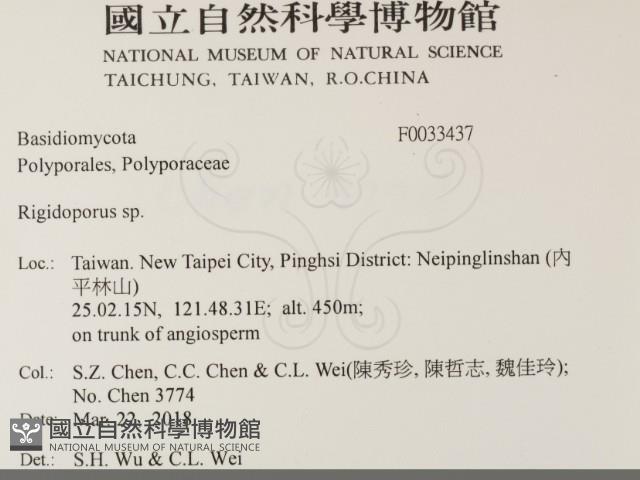 硬孔菌屬藏品圖，第2張