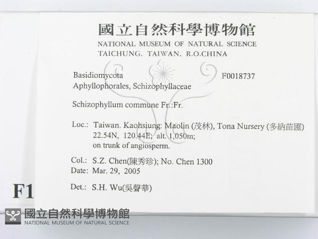 裂褶菌藏品圖，第2張