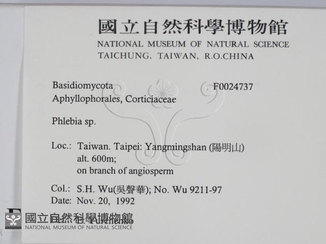 射脈菌屬藏品圖，第2張