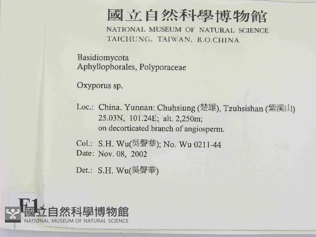 銳孔菌屬藏品圖，第2張