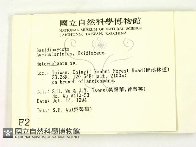 刺皮菌屬藏品圖，第2張