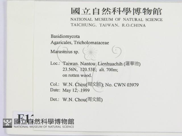 小皮傘屬藏品圖，第2張