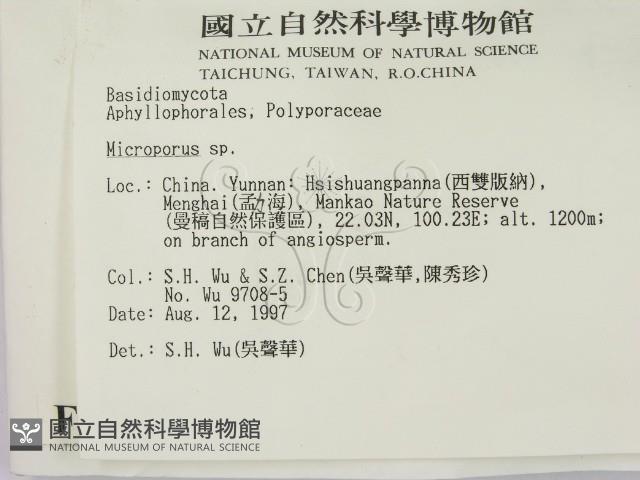 小孔菌屬藏品圖，第2張