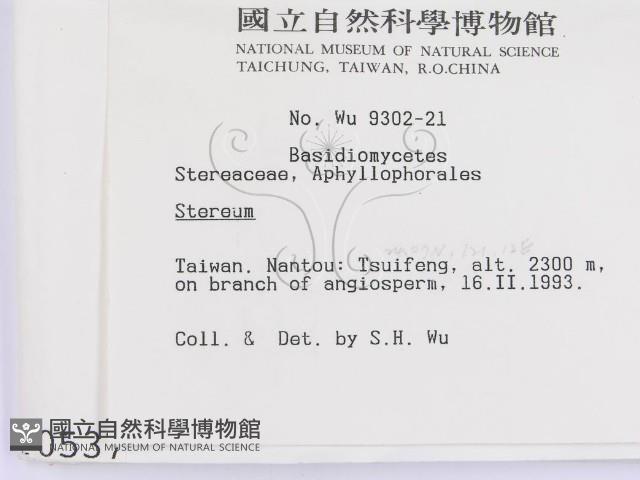 韌革菌屬藏品圖，第2張