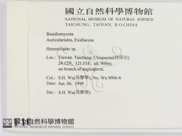 刺皮菌屬藏品圖，第2張