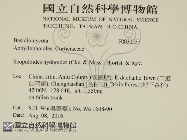 針齒銳岩菌藏品圖，第2張