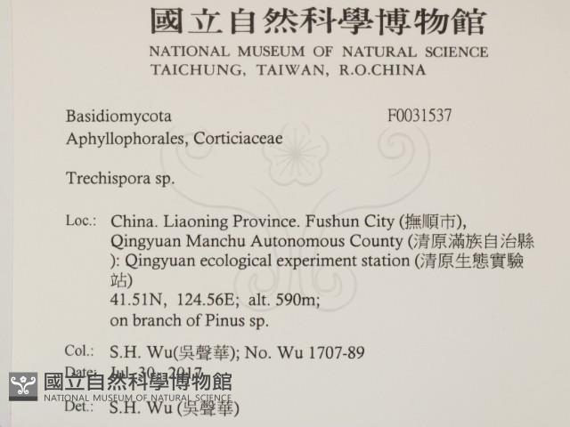 粗糙孢菌屬藏品圖，第2張