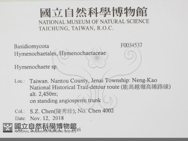 刺革菌屬藏品圖，第2張