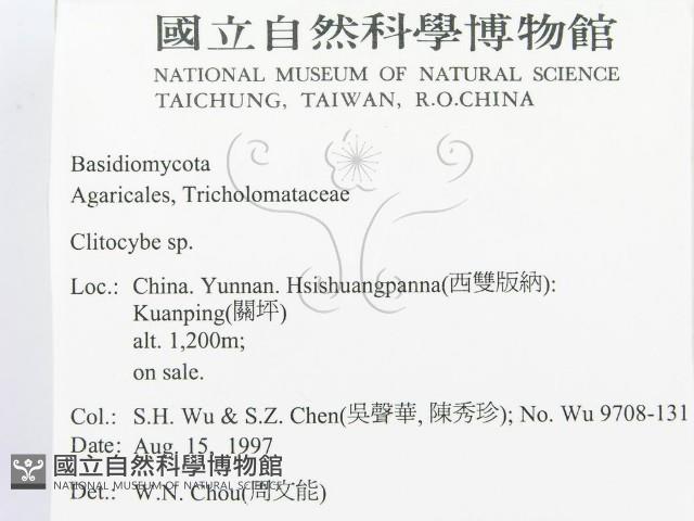 杯傘屬藏品圖，第2張