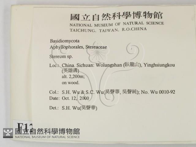 韌革菌屬藏品圖，第2張