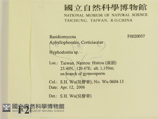 冇骨消絲齒菌藏品圖，第2張