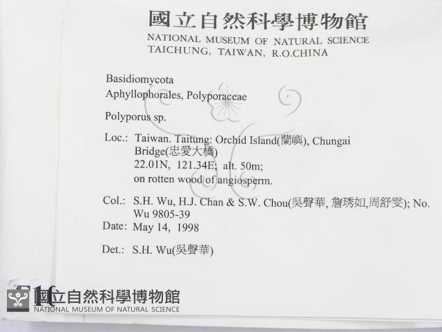 多孔菌屬藏品圖，第2張