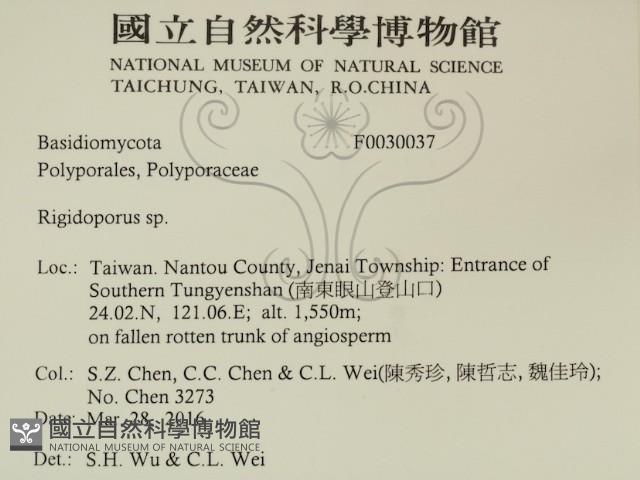 硬孔菌屬藏品圖，第2張