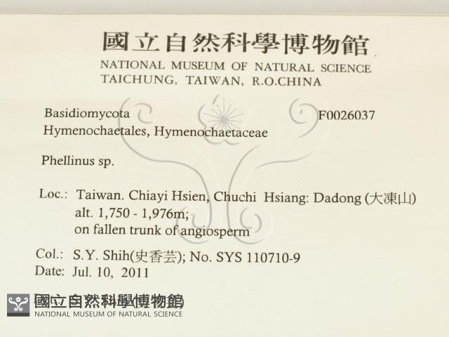 木層孔菌屬藏品圖，第2張