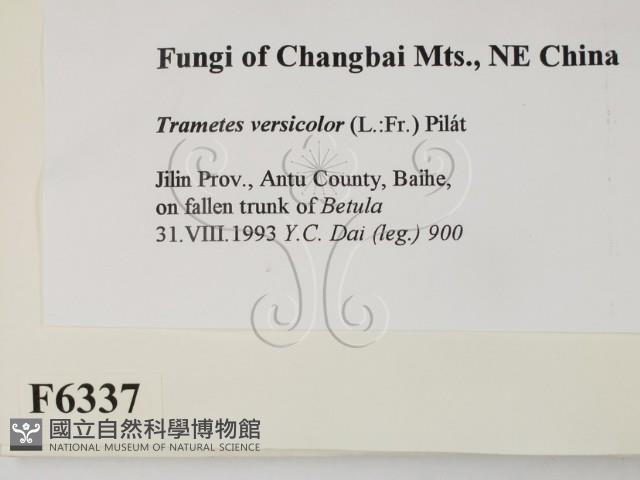 雲芝藏品圖，第2張