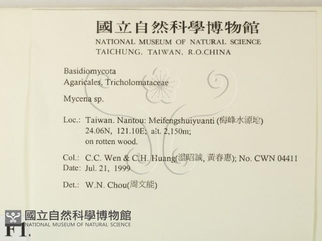 小菇屬藏品圖，第2張