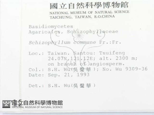 裂褶菌藏品圖，第2張