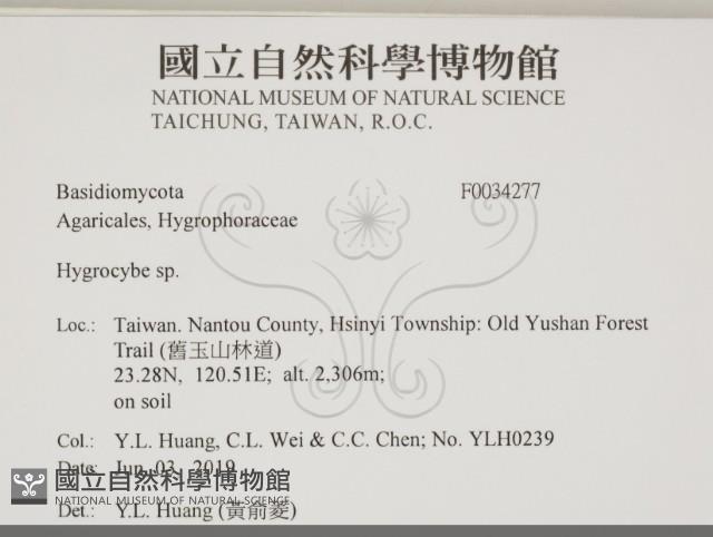 濕傘屬藏品圖，第2張