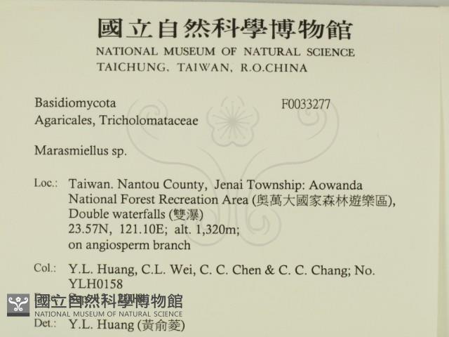 微皮傘屬藏品圖，第2張