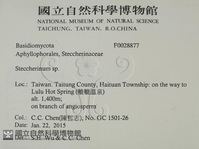 齒耳菌屬藏品圖，第2張