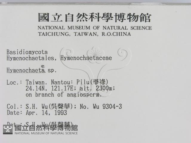 刺革菌屬藏品圖，第2張