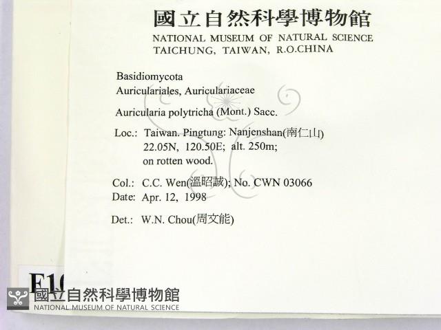 毛木耳藏品圖，第2張