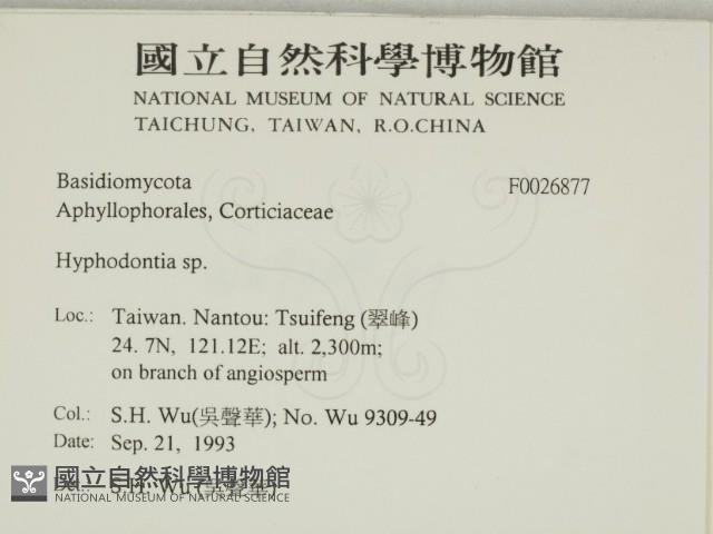 絲齒菌屬藏品圖，第2張