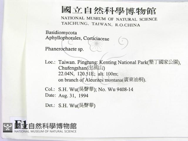 顯絲菌屬藏品圖，第2張