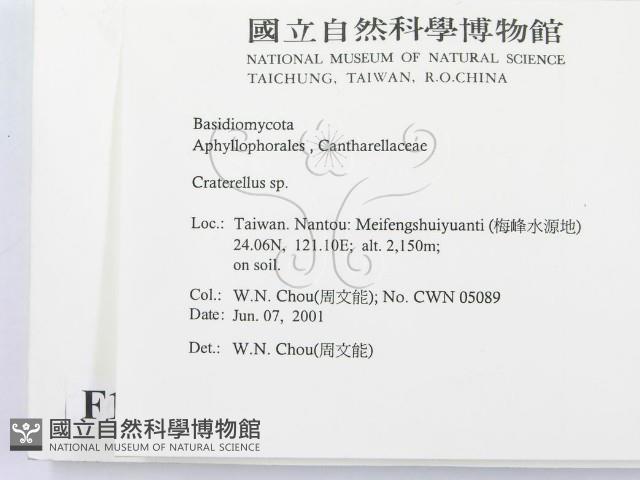 喇叭菌屬藏品圖，第2張