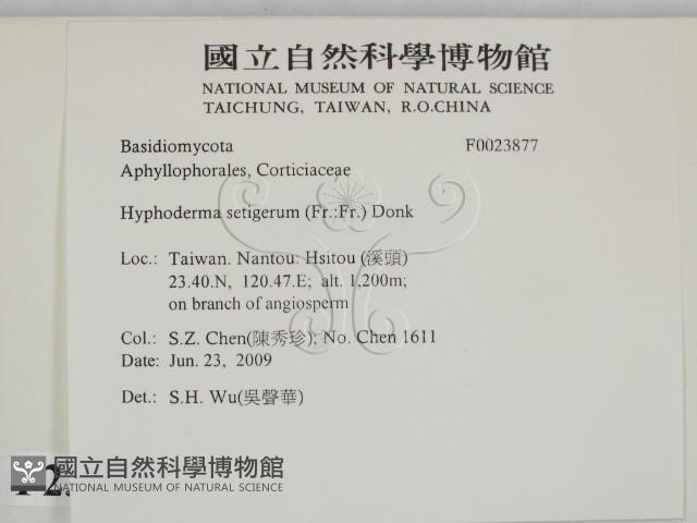 剛毛絲皮菌藏品圖，第2張