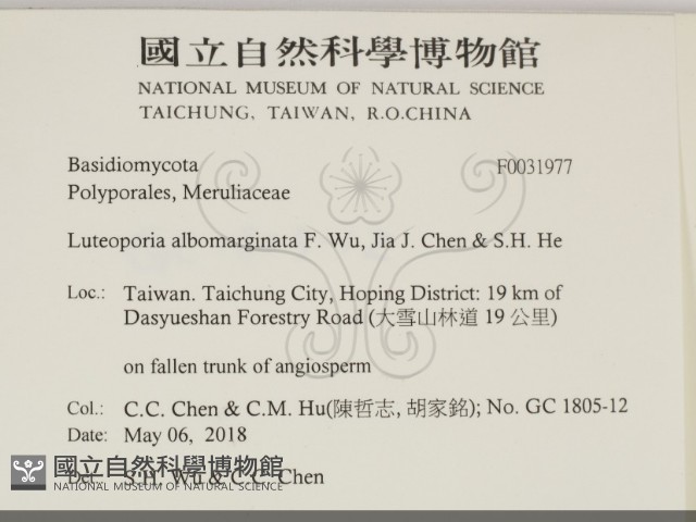 白邊黃孔菌藏品圖，第2張