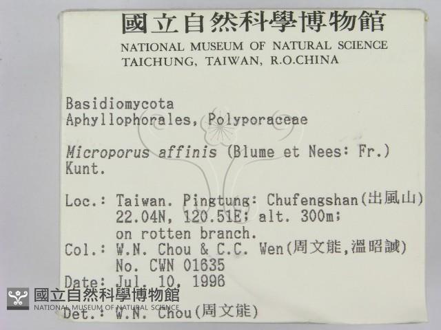 相鄰小孔菌藏品圖，第2張