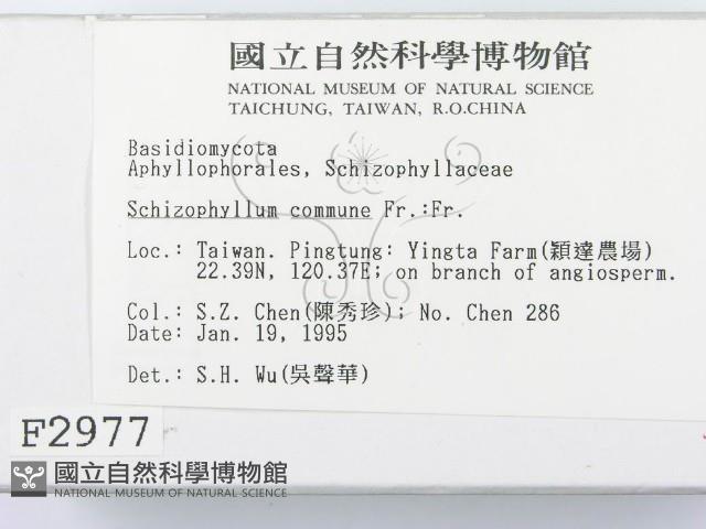 裂褶菌藏品圖，第2張