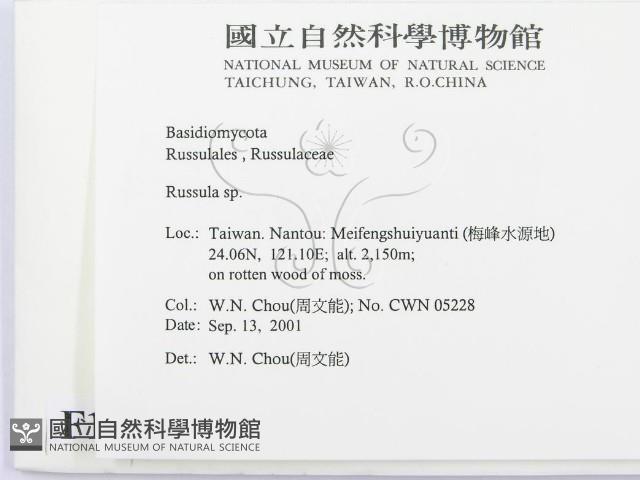 紅菇屬藏品圖，第2張