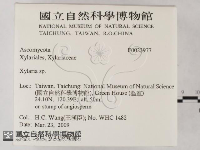 炭角菌屬藏品圖，第2張