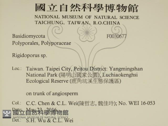 硬孔菌屬藏品圖，第2張