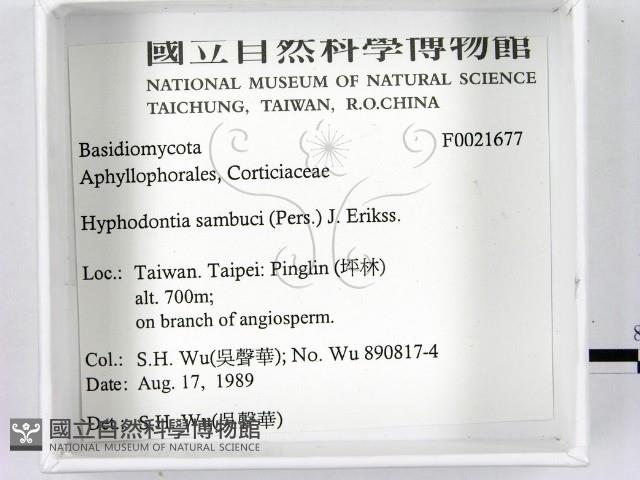 冇骨消絲齒菌藏品圖，第2張