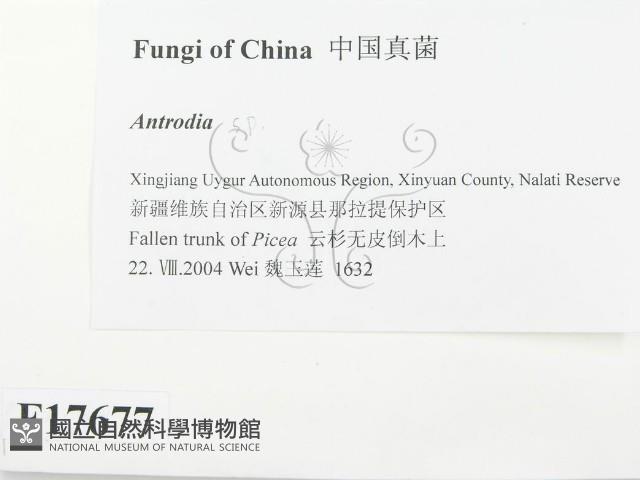 薄孔菌屬藏品圖，第2張