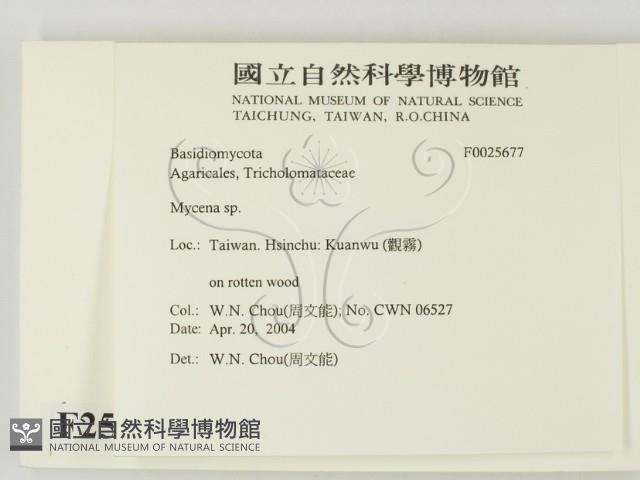 小菇屬藏品圖，第2張