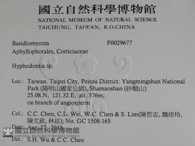 絲齒菌屬藏品圖，第2張