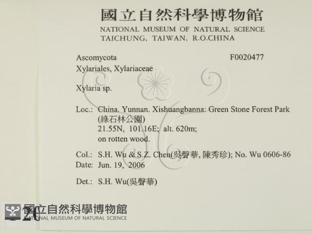 炭角菌屬藏品圖，第2張