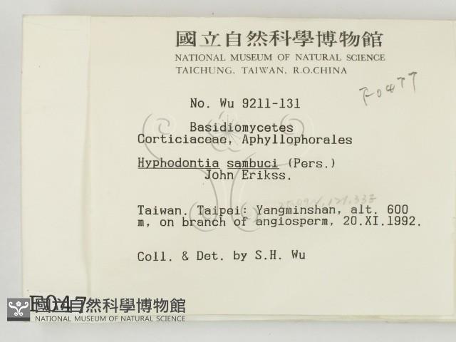 冇骨消絲齒菌藏品圖，第2張