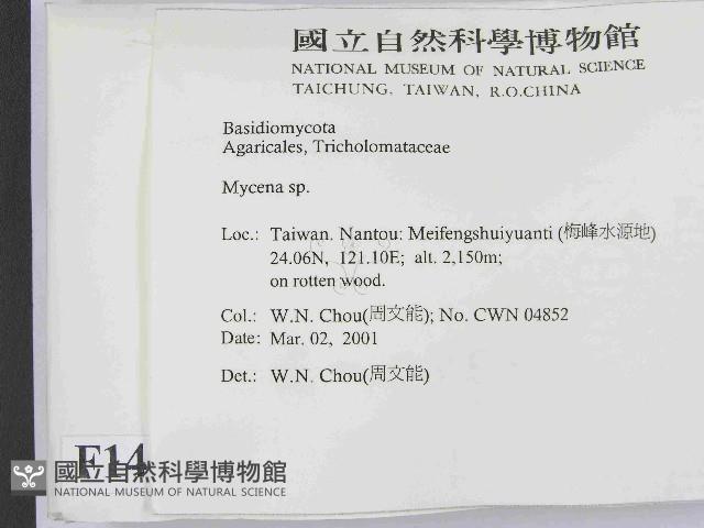 小菇屬藏品圖，第2張