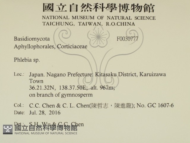 射脈菌屬藏品圖，第2張