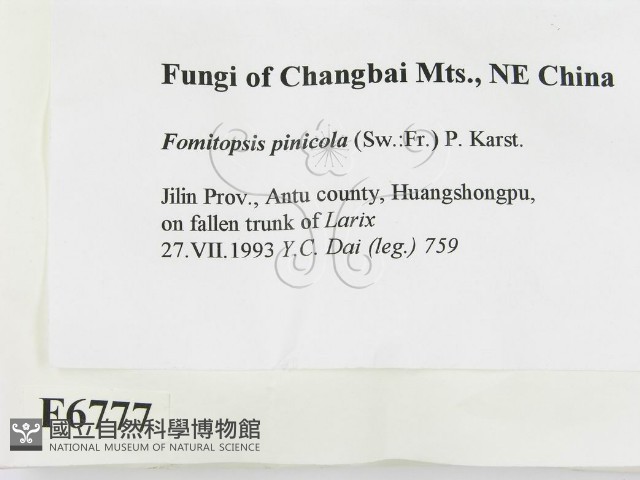 松生擬層孔菌藏品圖，第2張