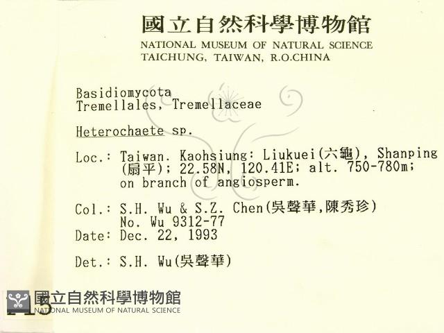 刺皮菌屬藏品圖，第2張