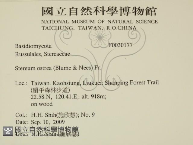 蠔韌革菌藏品圖，第2張